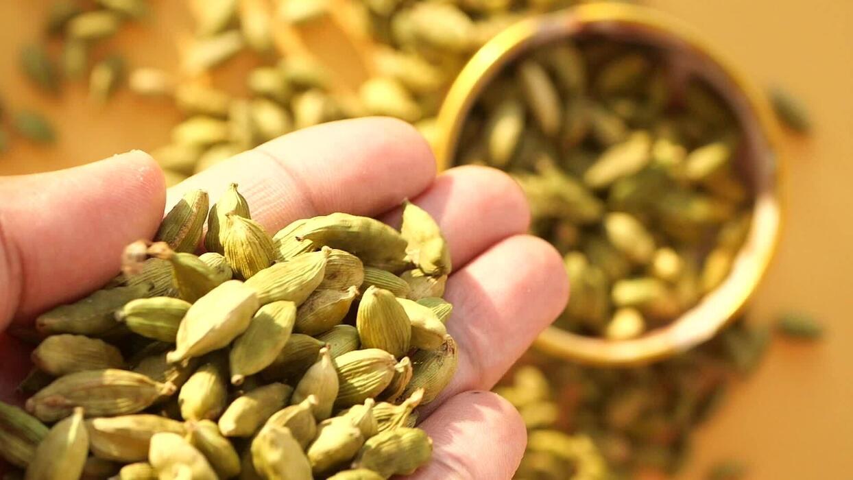 Hand holding freshly harvested green cardamom pods